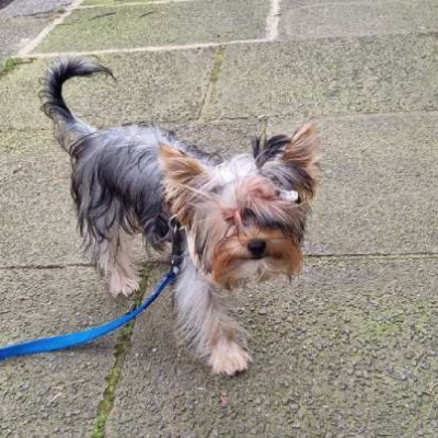 yorkie018