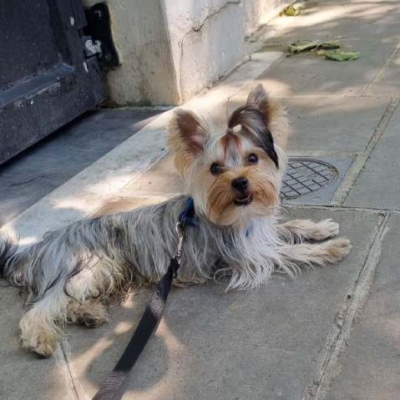 yorkie026