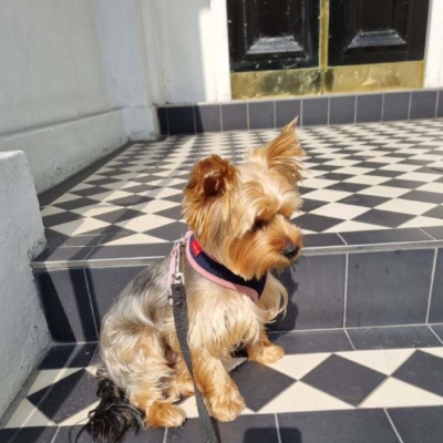 yorkie027
