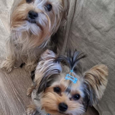 yorkie030