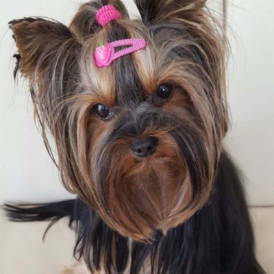 yorkie036