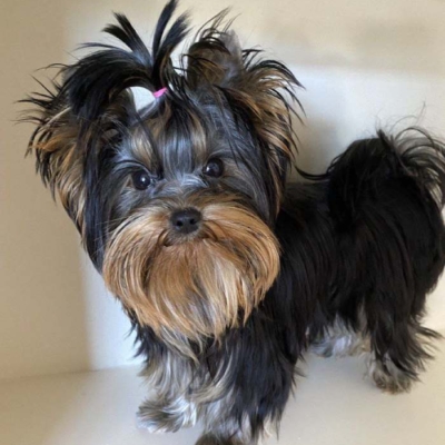 yorkie039