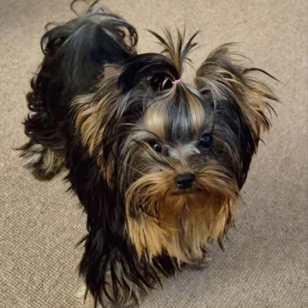 yorkie042