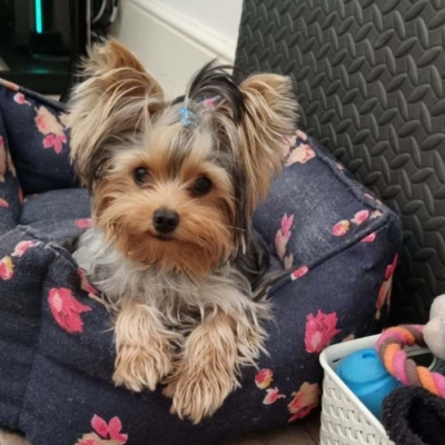 yorkie047