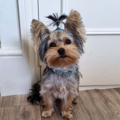 yorkie048