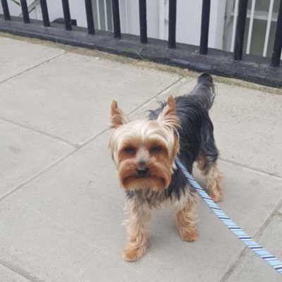 yorkie051